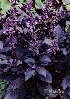 Базилік	ЕТРУСК