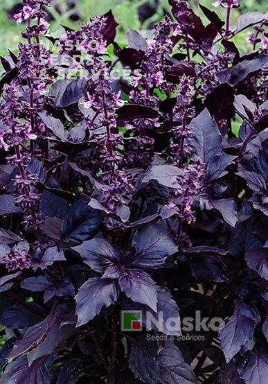 Базилик ЭТРУСК