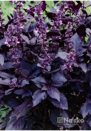 Базилік ЕТРУСК