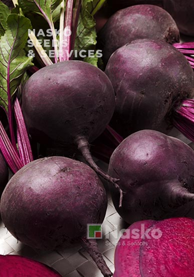 Буряк столовий ЕФІОП