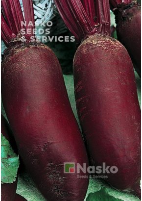 Буряк столовий	ТОРПЕДО