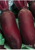 Буряк столовий ТОРПЕДО циліндричний