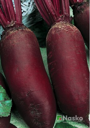 Буряк столовий	ТОРПЕДО