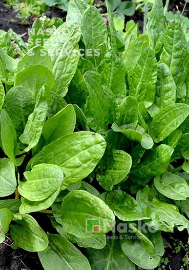 Щавель широколистий NASKO 734