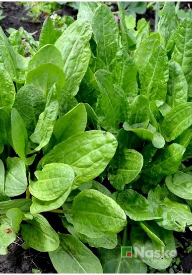 Щавель широколистий NASKO 734