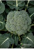 Капуста броколі ТРУБАДУР