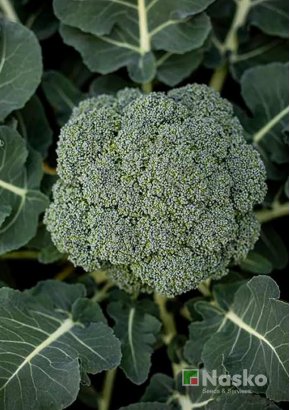 Капуста броколі	ТРУБАДУР