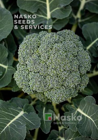 Капуста броколі ТРУБАДУР