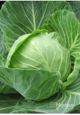 Капуста ранньостигла ЕКСПРЕС F1