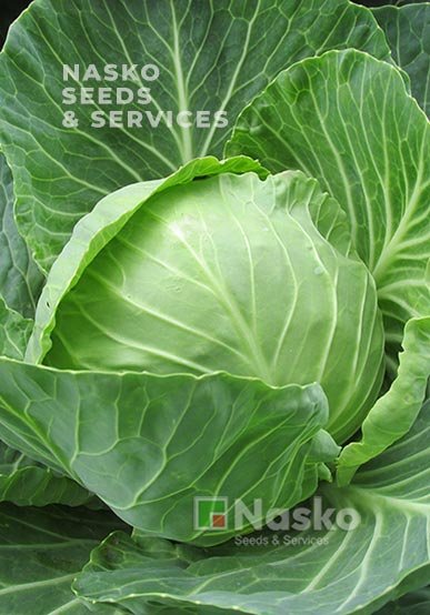 Капуста ранньостигла ЕКСПРЕС F1