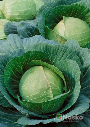 Капуста cкоростигла	СУПЕР КОЗАЧОК F1