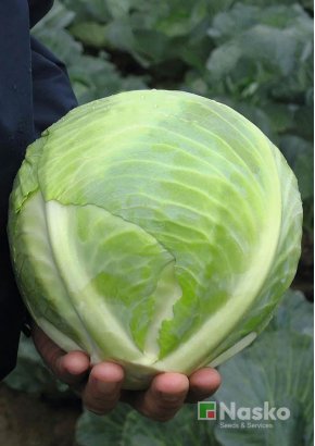 Капуста пізньостигла	АВАНГАРД F1