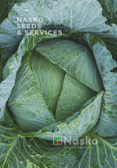 Капуста пізньостигла АВАНГАРД F1