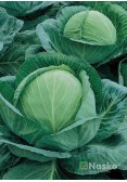 Капуста середньостигла НЕВАДА F1