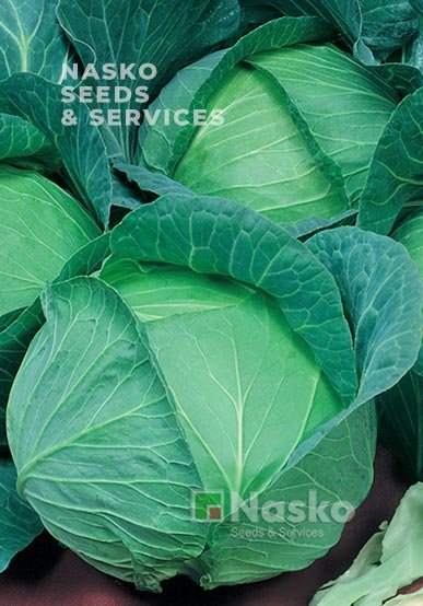 Капуста пізньостигла СУПЕР ЕКСТРА F1