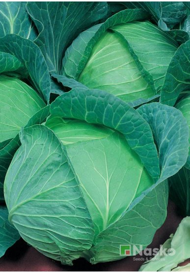 Капуста пізньостигла СУПЕР ЕКСТРА F1