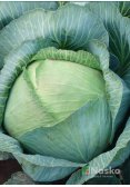 Капуста пізньостигла ПЕРЛИНА F1