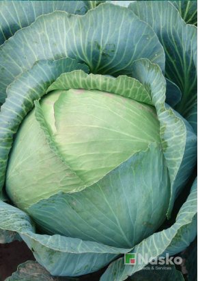 Капуста пізньостигла	ПЕРЛИНА F1