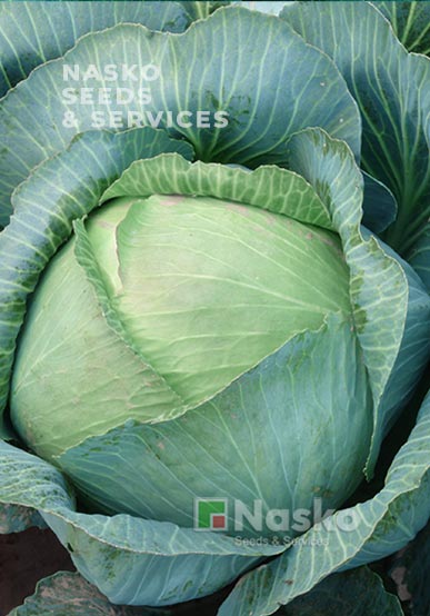 Капуста пізньостигла ПЕРЛИНА F1