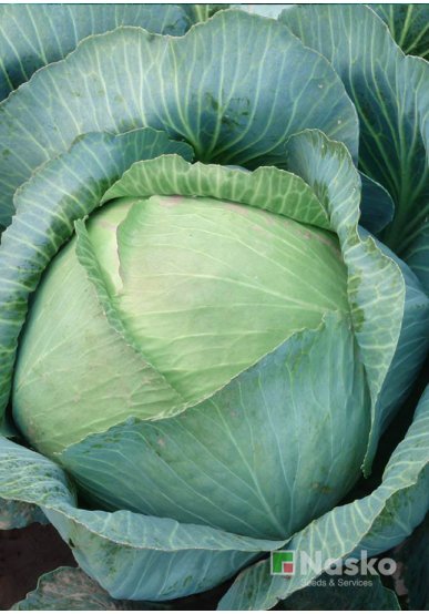 Капуста пізньостигла ПЕРЛИНА F1