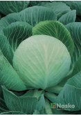 Капуста пізньостигла КОЛОБОК F1 Преміум