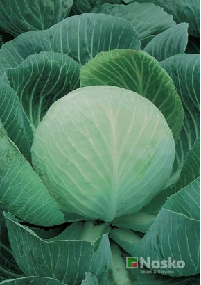 Капуста пізньостигла	КОЛОБОК F1 Преміум
