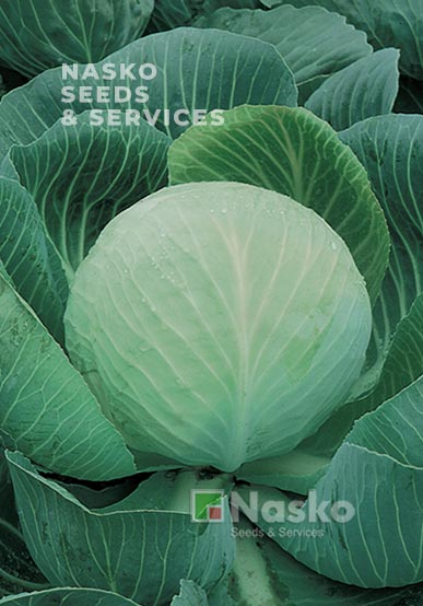 Капуста пізньостигла КОЛОБОК F1 Преміум