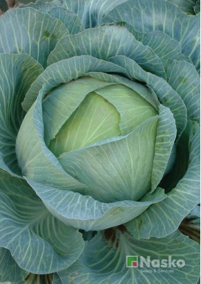 Капуста пізньостигла	ТАРАС F1 Преміум