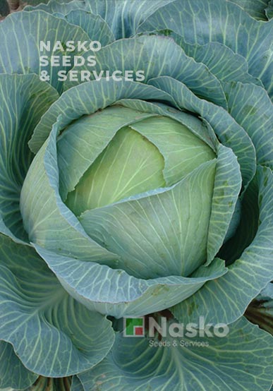 Капуста позднеспелая ТАРАС F1 Премиум