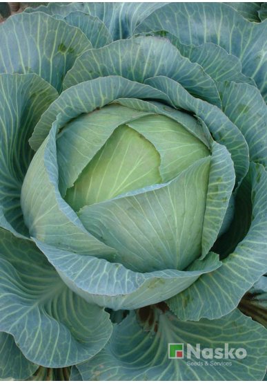 Капуста пізньостигла ТАРАС F1 Преміум