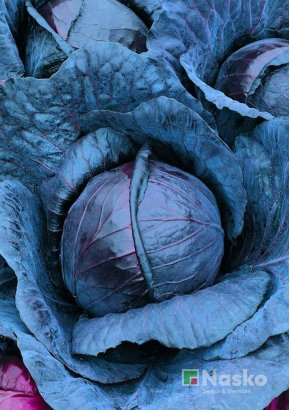 Капуста червоноголова	КОРСАР F1