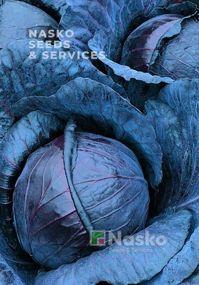 Капуста червоноголова КОРСАР F1