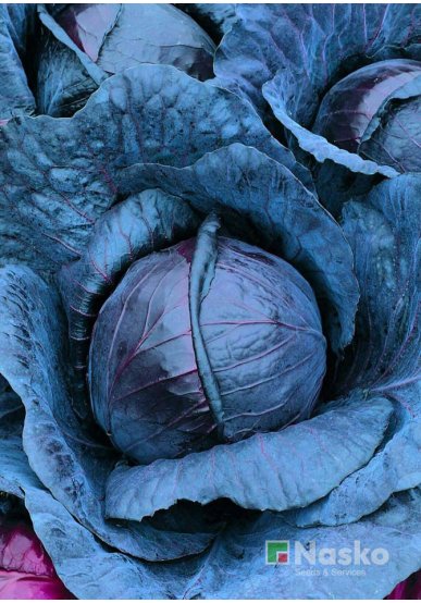 Капуста червоноголова КОРСАР F1