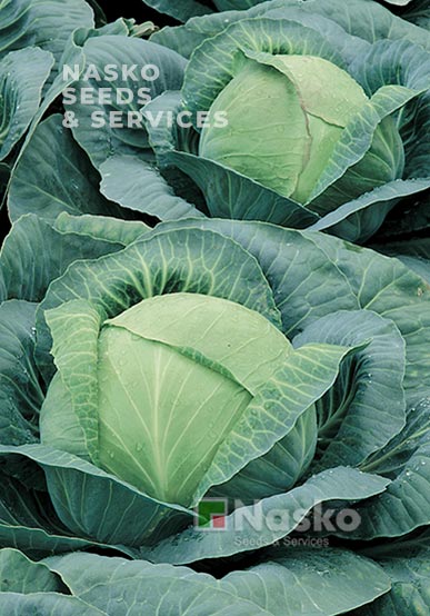 Капуста середньостигла ГІЛЕЯ ПРЕМІУМ F1