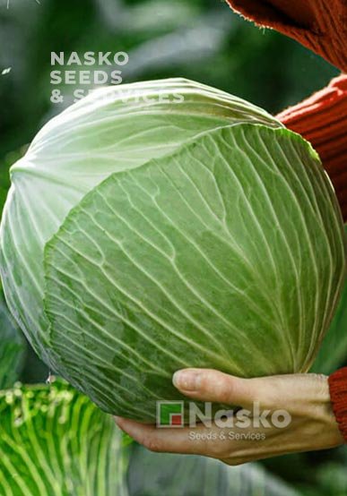 Капуста пізньостигла АКВІЛОН F1