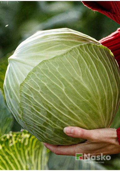 Капуста пізньостигла АКВІЛОН F1