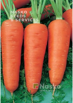 Морква	КАРНАВАЛ