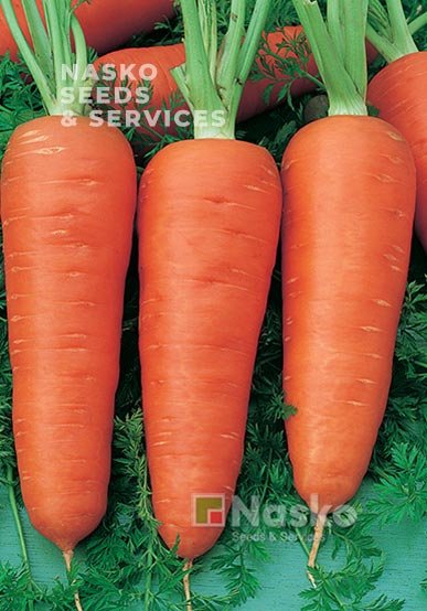 Морква КАРНАВАЛ