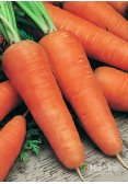 Морква КАРНАВАЛ