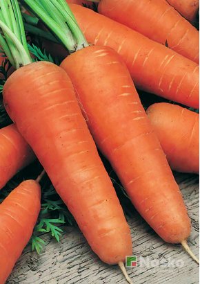 Морква	КАРНАВАЛ