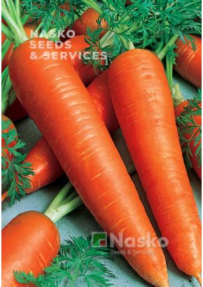 Морква	МАЗУРКА