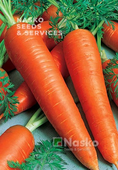 Морква МАЗУРКА