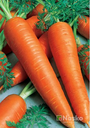 Морква	МАЗУРКА
