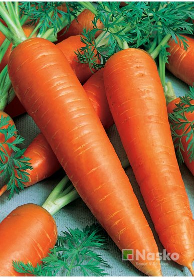 Морква МАЗУРКА