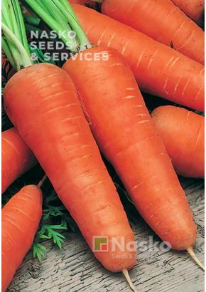 Морква	ШАНТЕНЕ