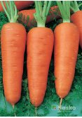 Морква ШАНТЕНЕ