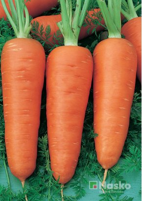 Морква	ШАНТЕНЕ