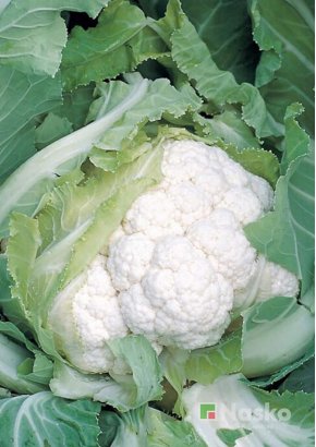 Капуста цвітна	АКВАРЕЛЬ