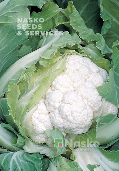 Капуста цвітна АКВАРЕЛЬ