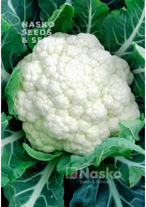 Капуста цвітна	ФЛАМІНГО